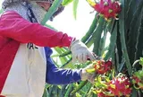 Thanh long Tây Ninh ngày Tết "ngọt" nhưng vẫn nặng nỗi lo