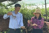 Kỹ sư bỏ việc về quê trồng cây lấy rễ "như củi khô", thu 5 tỷ mỗi năm