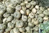 Hàng trăm tấn bí đỏ quá lứa chờ thu hoạch, Hội Nông dân Cà Mau kêu gọi giải cứu