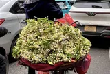 Hương bưởi tháng Ba làm dịu lòng phố Hà Nội