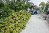 Sầu riêng giảm giá sâu, thương lái thu mua ồ ạt, nhà vườn neo cây chờ giá