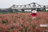 Vườn cỏ hồng dưới chân cầu Long Biên khiến du khách bất ngờ khi đến tận nơi