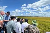 Giống lúa Việt Nam 'gây bão' tại Cuba, Phó Chủ tịch nước Cuba đích thân xuống thị sát