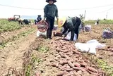 Giá khoai lang lao dốc, còn 5.000 đồng/kg, nông dân thua lỗ nặng
