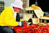 Giá ớt "chạm đáy", địa phương kêu gọi chung tay tiêu thụ nông sản