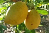 Từng rụng đầy gốc không ai hái, loại quả quê này sang trời Tây bỗng thành 'vàng ròng' giá 2 triệu/kg