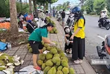Sầu riêng tại vườn rớt giá, vì sao người tiêu dùng vẫn mua đắt?