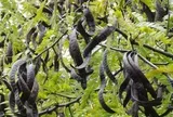 Loại quả 'mọc hoang' của Việt Nam 'khát hàng' tại Trung Quốc, giá hơn 2 triệu đồng/kg