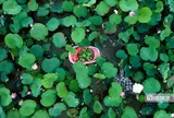 “Mùa sen nở” nông dân hái ra tiền từ cả hoa, lá đến du lịch