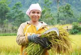 Hành trình làm lúa nước của người Rục sau 65 năm bước ra từ hang đá