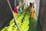 Sau gạo, Nhật Bản gặp rắc rối với loại trái cây Việt Nam đang trồng rất nhiều: Đang nhập khẩu 1 triệu tấn/năm, thiếu nguồn cung trầm trọng nhất trong 50 năm