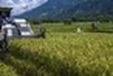Việt Nam đã triển khai nhiều năm, Indonesia nay mới thử nghiệm cách trồng lúa cho kết quả bất ngờ