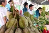 Chất lượng sầu riêng miền Tây không thua kém Thái Lan, vấn đề ở Cadimi