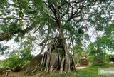 Cận cảnh cây sanh di sản nghìn tuổi ôm đá thế ‘mâm xôi con gà’ độc nhất vô nhị ở Nghệ An