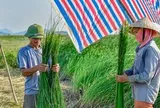 "Mùa vàng" trên cánh đồng cói lớn nhất Thanh Hóa