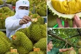 Không mở rộng diện tích sầu riêng; tập trung nâng cao năng suất, chất lượng