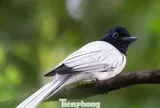 Chim thiên đường quý hiếm bất ngờ xuất hiện ở Hà Nội dịp 2/9