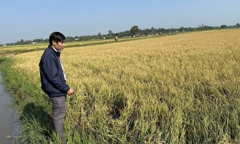 Đắk Lắk: Hàng trăm héc-ta lúa bị thiệt hại nặng nề sau trận mưa đá