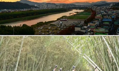 Màn trình diễn ấn tưởng trong mùa đông của đàn quạ trên bầu trời Công viên chim di cư Samho tại quận Nam-gu, Ulsan