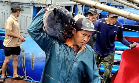 Cá ngừ đại dương trúng mùa, ngư dân Đắk Lắk thu lãi trước Tết