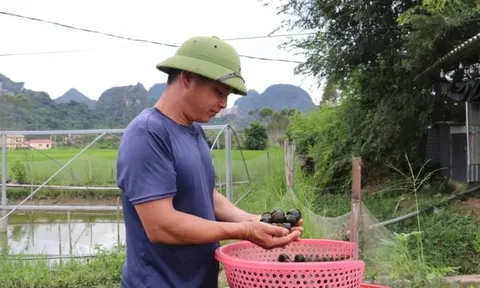Bỏ lúa nuôi loài 'nhả ngọc' trong nước đá vôi không tốn 1 xu, hộ nông dân kiếm hơn 1 tỷ đồng