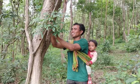 Loại gỗ quý "đắt như vàng" ở Việt Nam: Cần trăm năm để lớn nhưng có thể biến mất chỉ sau một đêm