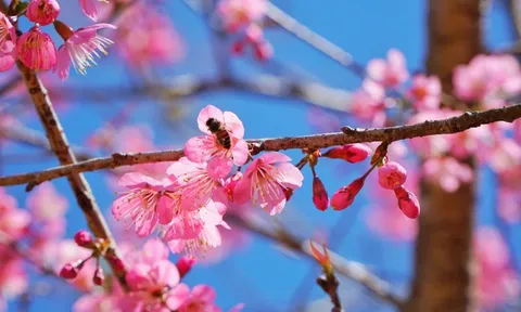 Mai anh đào nở rộ, Măng Đen "khoác áo" hồng dịp cuối năm