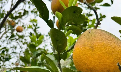 Vườn bưởi Diễn hối hả thu hoạch chuẩn bị Tết Nguyên đán