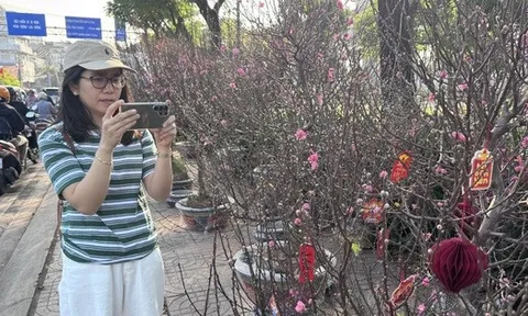 Hoa đào Tết bắt đầu tràn về TPHCM, người mua bất ngờ khi hỏi giá