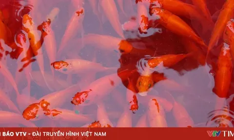 Thủ phủ cá chép rộn ràng vào vụ Tết ông Công ông Táo