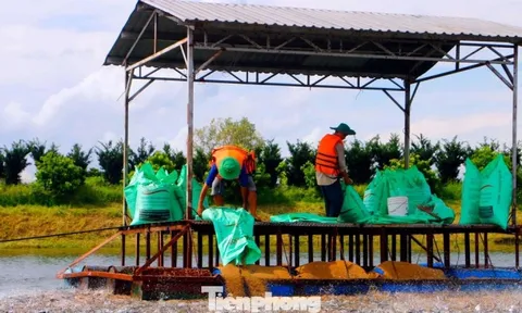 Thấy gì từ kỷ lục xuất khẩu thủy sản 11 tỷ USD?