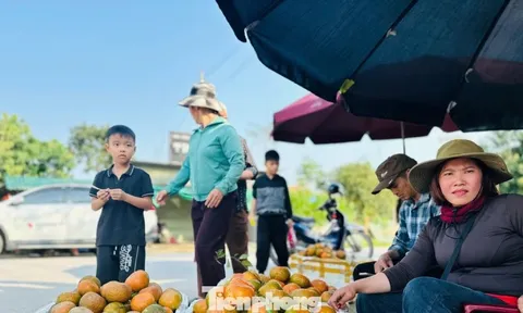 Cả xã nhộn nhịp thu hoạch cam bù ngày Tết