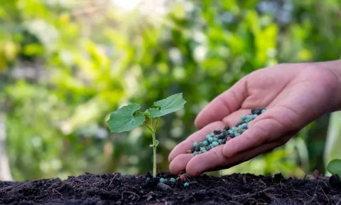 Phân bón có nguy cơ tăng giá do căng thẳng tại Trung Đông