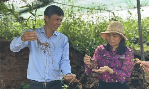 Kỹ sư bỏ việc về quê trồng cây lấy rễ "như củi khô", thu 5 tỷ mỗi năm