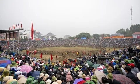 Khai mạc Lễ hội chọi trâu cổ nhất Việt Nam