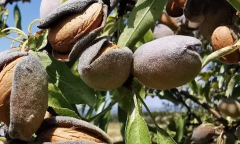 Đắt hơn cả sầu riêng, thanh long, một loại nông sản của Việt Nam đón tin vui xuất khẩu chưa từng có