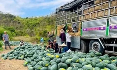 Dưa hấu rớt giá thê thảm, cắt lỗ 1.000 đồng/kg
