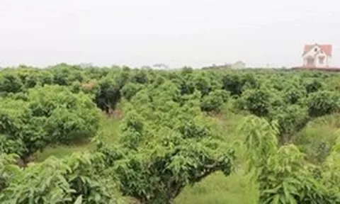 Nguy cơ mất mùa vải thiều
