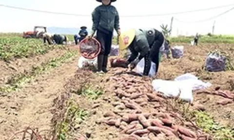 Giá khoai lang lao dốc, còn 5.000 đồng/kg, nông dân thua lỗ nặng