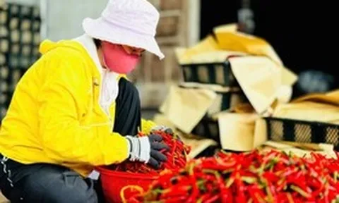 Giá ớt "chạm đáy", địa phương kêu gọi chung tay tiêu thụ nông sản