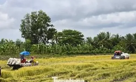 'Giải cứu' lúa: Gọi 20 doanh nghiệp may ra có 10 nơi nghe máy