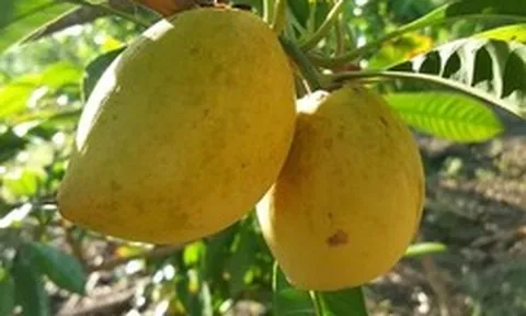 Từng rụng đầy gốc không ai hái, loại quả quê này sang trời Tây bỗng thành 'vàng ròng' giá 2 triệu/kg