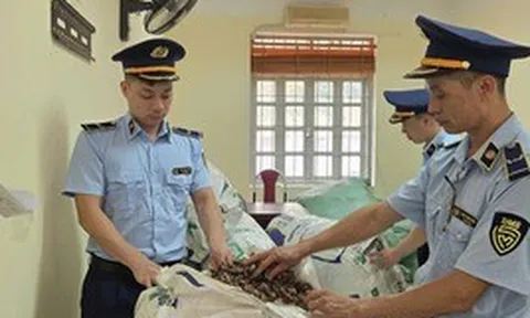 Quản lý thị trường trả lại 80 kg xác ve sầu khô