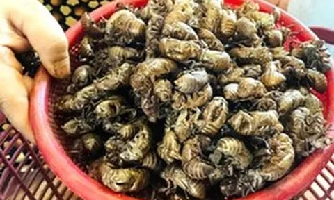 Người dân Gia Lai đổ xô tìm xác ve sầu bán giá cao