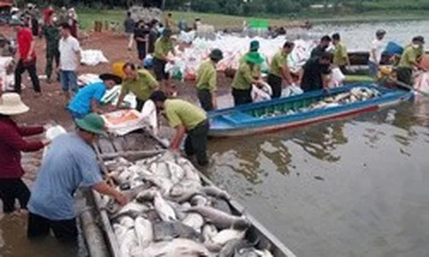 Hình ảnh hơn 200 tấn cá chết ở hồ Trị An
