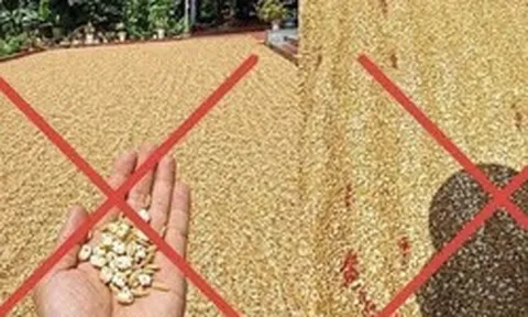 Đăng tin thóc phơi ngoài trời "nổ thành bỏng", người đàn ông bị xử lý