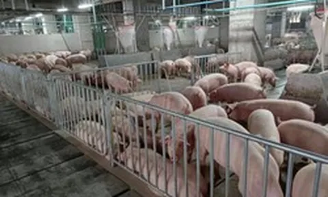 Đại gia chăn nuôi muốn xây 3-5 chung cư nuôi heo tại Hà Nội: Mỗi chung cư có 8.400 heo nái, cung cấp 250.000 heo thịt/năm
