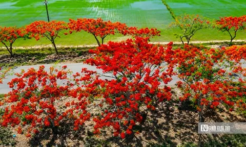 Tuyến đường vùng quê bất ngờ nổi tiếng vì hoa phượng nở đẹp đến ngỡ ngàng