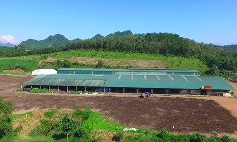 Thanh tra chỉ ra nhiều vi phạm tại 3 doanh nghiệp phân bón ở Thanh Hóa