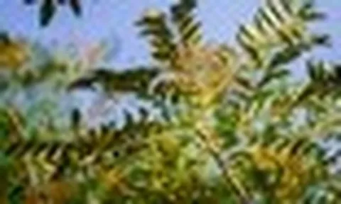 Phát hiện hợp chất mới có tiềm năng chống ung thư từ 1 loại gia vị quen thuộc ở Việt Nam
